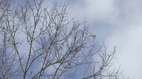 Clouds Move Behind leafless Tree Top on a sunny day 01 Видео 76503553