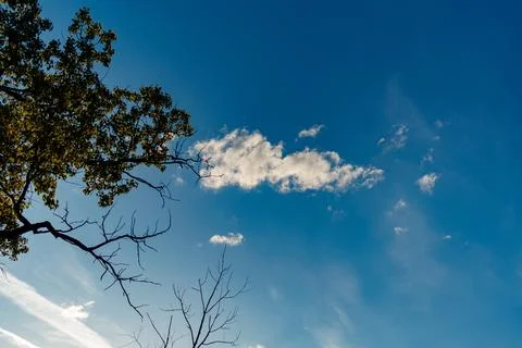 Clouds move in a blue sky with tree branches reaching upward during late af.. Stock Photos
