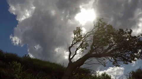 Clouds move over a hill and wind blown tree, filmed in time lapse Видео 64460761