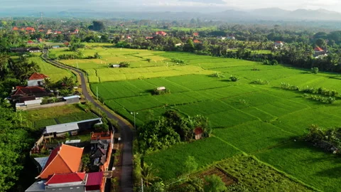 Clouds Move over Lush Rice Fields Aerial, Bali Stock Footage 147290372