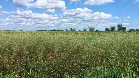 Clouds move over the meadow. Time-lapse. Beautiful summer day. Stock Footage 158755238