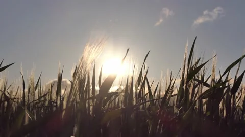 Clouds move quickly across the blue sky over a green fields Stock Footage 212133174