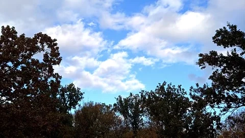 Clouds move quickly over the treetops Stock Footage 318912520