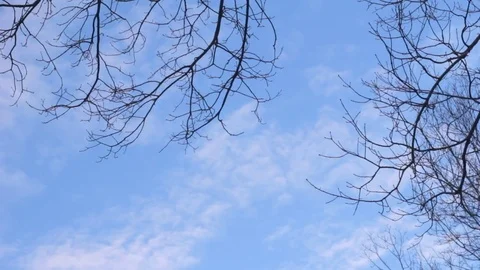 Clouds move in the sky with tree branch in foreground. Video stock 76535535
