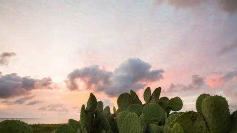 Cloud´s moving by above cactus mexico timelapse Stock Footage 100094608