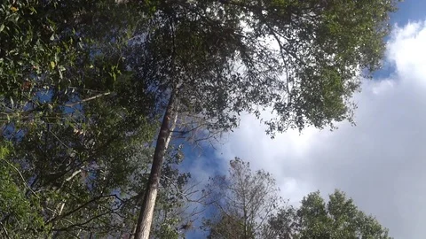 CLOUDS MOVING ABOVE THE TREES 3 Stock Footage 83219614