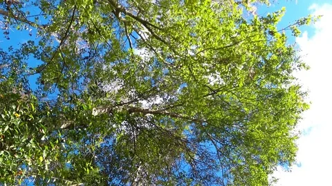 CLOUDS MOVING ABOVE THE TREES 4 Stock Footage 83146346