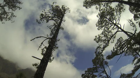 Clouds moving above the treetops Video stock 64594592