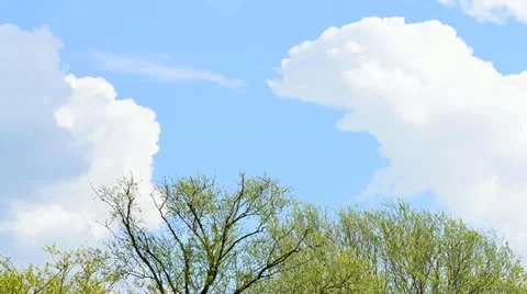 Clouds moving across sky with tree tops (Timelapse) Stock Footage 12518726