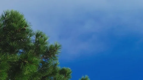 Clouds moving along the blue clear sky, pine branch close-up Stock Footage 95365203