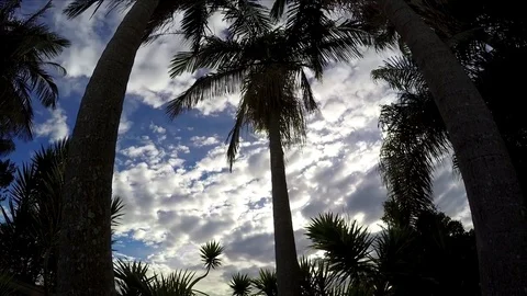 Clouds moving behind palm trees, filmed in motion time lapse. Stock-Footage 77012076