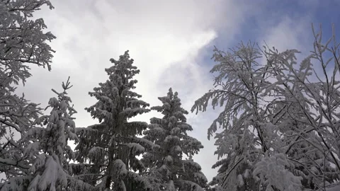 Clouds moving behind the snow covered trees Stock Footage 146398596
