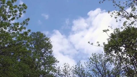 Clouds Moving Behind Trees Vídeo Stock 81756744