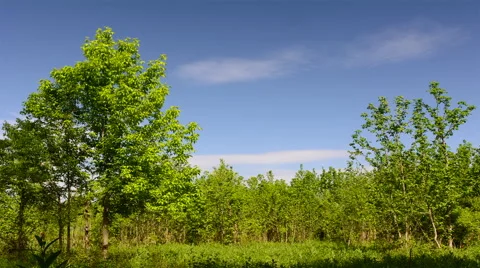 Clouds moving between Two trees Video stock 50260754