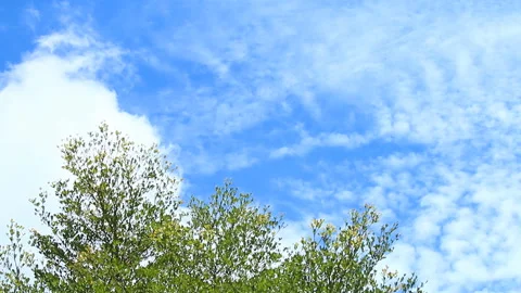 Clouds moving in the blue sky with tree foreground , countryside Chiangmai provi Stock Footage 154899733