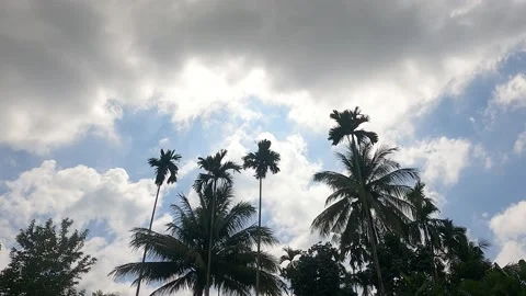 Clouds moving fast over the palmtrees - timelapse Stock Footage 194444146