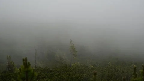 Clouds moving fast through the forest in the mountains Stock Footage 132251430
