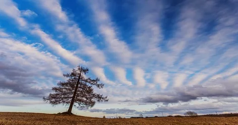 Clouds moving over field with larch tree Stock Footage 125578656