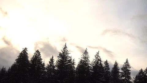 Clouds moving over golden sky above fir trees forest in winter windy day Stock Footage 87915747