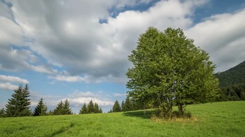 Clouds moving over green trees landscape in sunny summer Time lapse Stock Footage 94068438