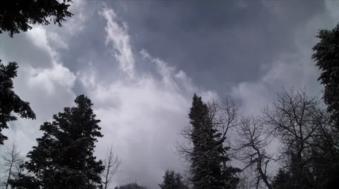 Clouds Moving Over Pine Trees Stock Footage 44346857