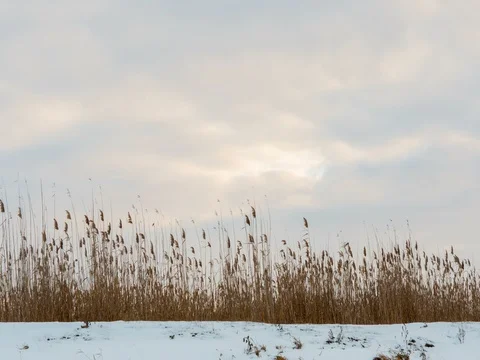 Clouds moving over reeds. Winter landscape. Timelapse Video stock 71776264