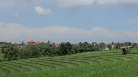 Clouds Moving Over the Rice Field and Village Stock Footage 67532127