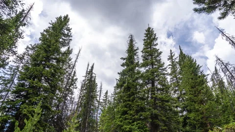Clouds moving over tall pine trees Stock-Footage 167399574