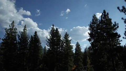 Clouds moving over the tops of pine trees 스톡 동영상 255334143