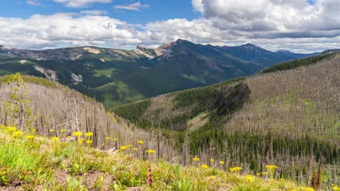 Clouds moving over wildflowers, burn area, mountains Stock Footage 167244836
