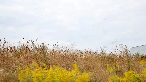 Clouds moving over yellow field Stock Footage 82394633