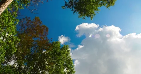 Clouds moving past the trees Stock Footage 82430909