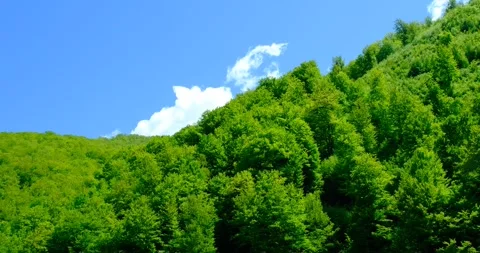 Clouds moving in the sky above the forest Stock Footage 240901472