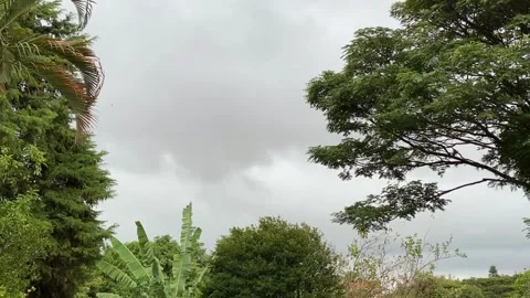 Clouds moving in the sky and tree tops Видео 135842983