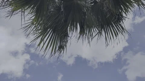 Clouds moving in the sky. Video of palm tree leaves swaying in the wind. Stock Footage 253092056