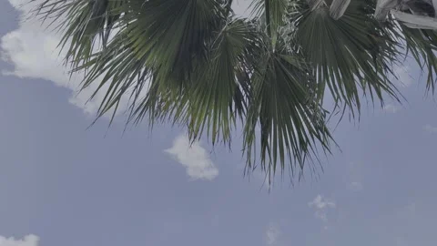 Clouds moving in the sky. Video of palm tree leaves swaying in the wind. Stock Footage 253092410