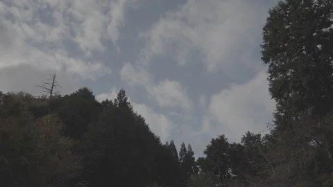 Clouds Moving Slowly Across Blue Sky Behind Trees, Log Footage Stock Footage 339850848