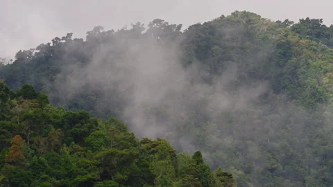Clouds moving through a neotropical cloud forest Stock Footage 287854291