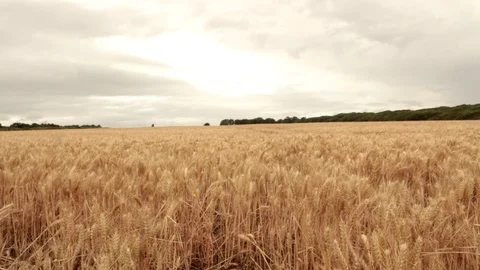 Clouds Open up Over Golden Fields Video stock 93169318