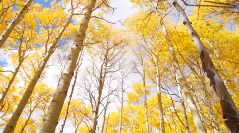 Clouds over Aspen trees Stock Footage 68535205