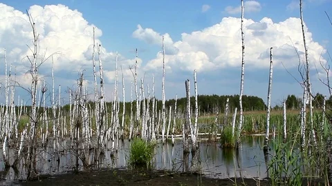 Clouds over birches in the pond, Video stock 83731387