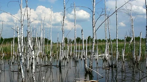 Clouds over birches in the pond Stock Footage 88923196