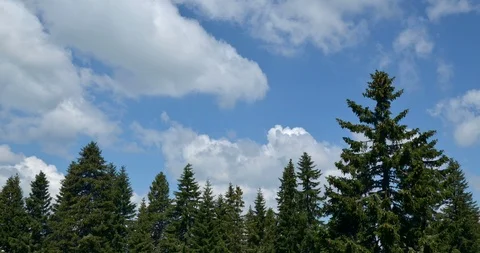 Clouds Over Conifers Stock Footage 93862542