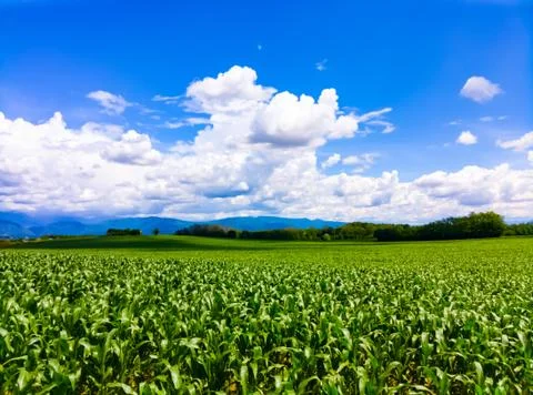 Clouds over a corn field in early summer Stock-Fotos