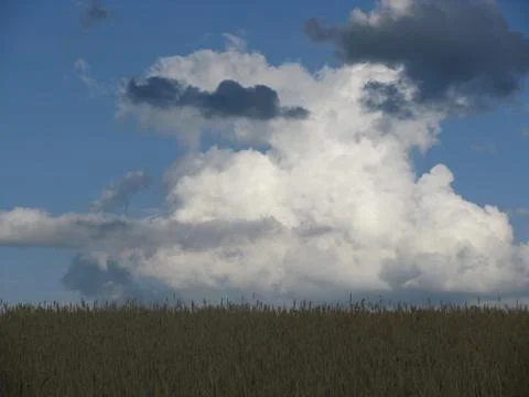 Clouds over cornfield Stock Photos