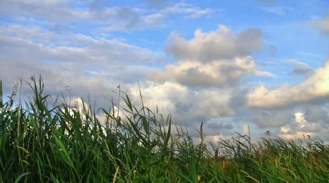 Clouds over crop field (HDR) Stock Footage 545758