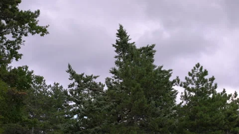 Clouds over dark green forest, 4K, DNxHR 스톡 동영상 152987291