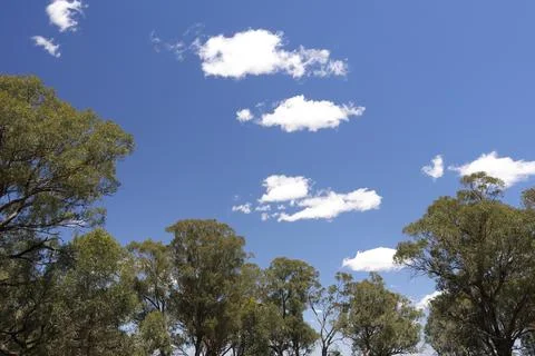 Clouds over a Eucalyptus forest. Fotos Stock