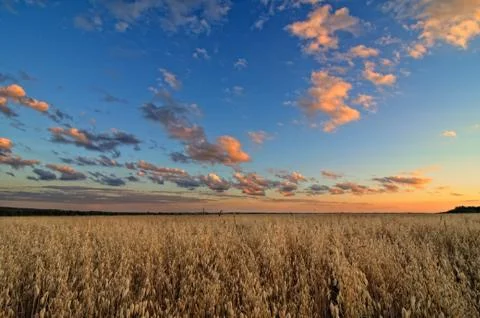 Clouds over the field. Stock Photos