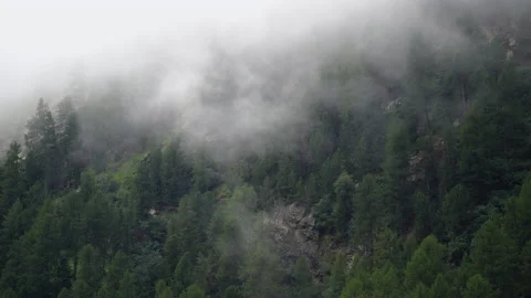 Clouds over the forest Stock Footage 203996466